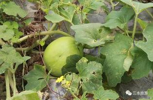 梨吃瓜图片,一场色彩斑斓的美食邂逅