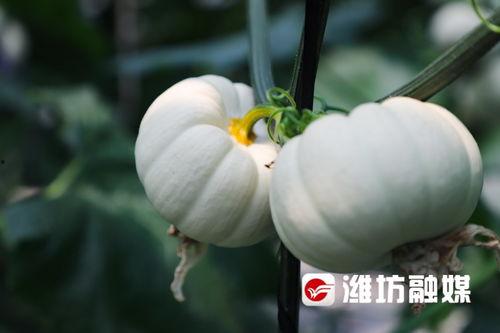 潍坊市吃瓜,瓜果飘香，品味夏日清凉