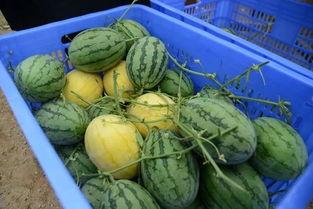 进群吃瓜,进群吃瓜背后的故事与真相