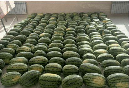 伦敦同学吃瓜,一场吃瓜盛宴背后的故事