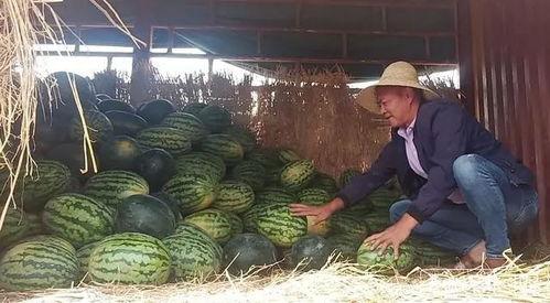 昆明公园吃瓜视频,趣味横生的夏日街头一幕