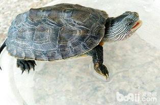 花龟吃瓜,瓜果飘香中的生态美味探索