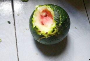 吃普通瓜的视频