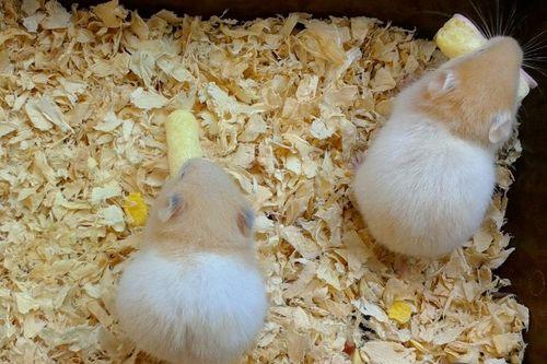 仓鼠吃蜜瓜,仓鼠的甜蜜美食之旅