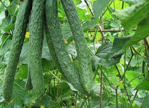 吃瓜的积极作用,揭秘吃瓜背后的积极影响