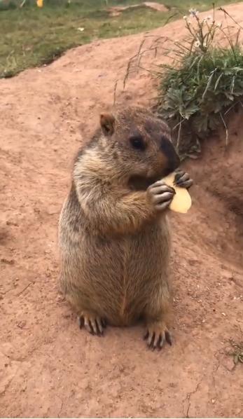 土拨鼠吃瓜合集,趣味横生的动物日常